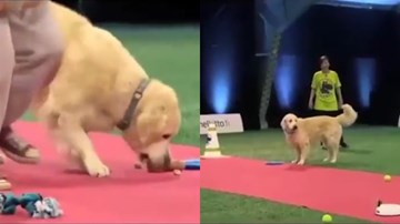 Chó cưng tham ăn khiến chủ nhân ‘muối mặt’