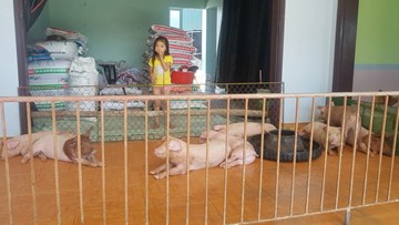 Hưng Yên: Nghịch lý lợn, gà đổi chỗ ở cho chủ