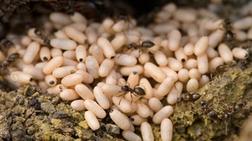 Bổ dưỡng, lạ miệng với món trứng kiến và nhộng ong