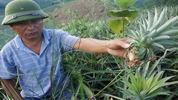 Kẻ xấu tàn phá hàng chục nghìn cây dứa sau một đêm
