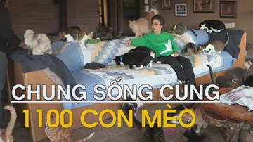 Tốn 1,6 triệu USD mỗi năm để sống chung với 1100 chú mèo