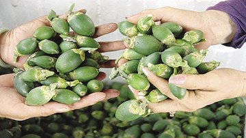 Thương lái ồ ạt thu mua cau non
