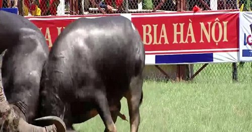 Những điều chưa biết về “ông trâu” vô địch lễ hội chọi trâu Đồ Sơn
