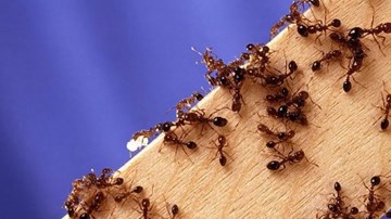 Top 6 mẹo đuổi kiến ra khỏi nhà cực hiệu quả