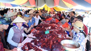 Vừa đoạt giải, trâu chọi đã bị xẻ thịt