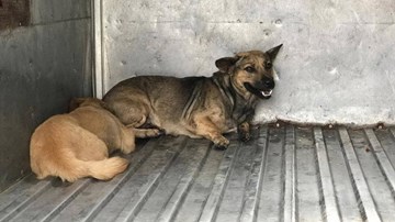Bắt chó thả rông làm thức ăn nuôi sư tử Thảo Cầm Viên là tin đồn nhảm
