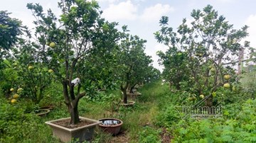 Cây trĩu quả, bò béo mẫm trên đại lộ Thăng Long