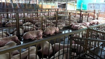 Vụ gần 5.000 con lợn bị tiêm thuốc an thần:17 cán bộ phải giải trình