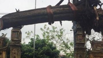 Báu vật gỗ sưa 24,5 tỷ nằm chỏng chơ trong nhà đại gia Bắc Ninh