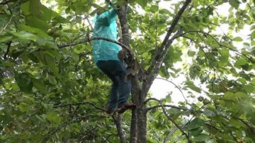 Xem người Lạng Sơn chế thang tre cao 6 m thu hái hồng vành khuyên