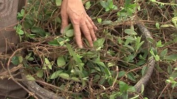 Tận mắt xem nông dân Hưng Yên nuôi lợn bằng thảo dược kiếm bộn tiền