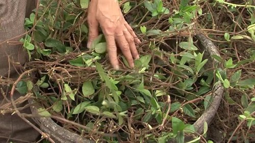 Tận mắt xem nông dân Hưng Yên nuôi lợn bằng thảo dược kiếm bộn tiền