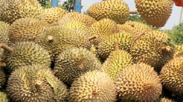 Phát hiện hàng chục tấn sầu riêng ngâm hóa chất