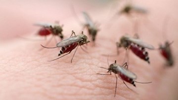 Mẹo đơn giản, an toàn để không bị muỗi đốt ai cũng phải biết