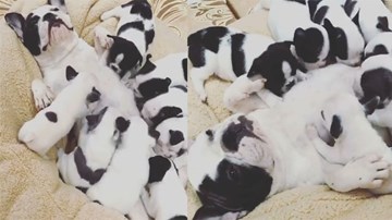 Chó mẹ nấng niu, nhẹ nhàng cho đàn chó con bú gây sốt