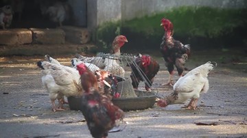Cận cảnh giống gà Móng quý cho thu nhập nửa tỷ mỗi năm ở Hà Nam