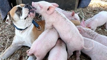Chó mẹ cho đàn lợn 8 con bú sữa
