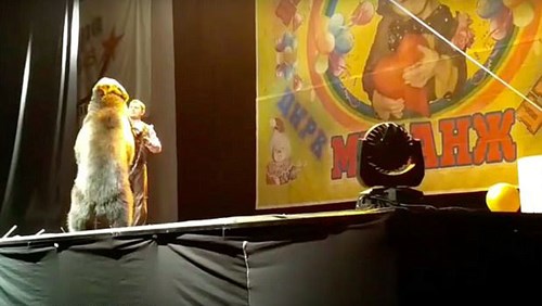 Khoảnh khắc gấu quay ra tấn công người huấn luyện