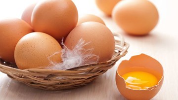 Nhật Bản lai tạo thành công giống gà đẻ trứng hỗ trợ chữa bệnh