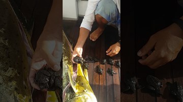 Mổ bụng 'quái cá', phát hiện 32 con rùa bên trong