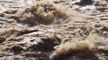 Nhiều người liều mình ra sông vớt củi khi lũ dữ đổ về