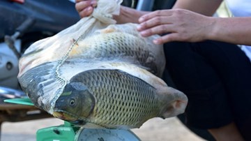 Bắt hàng tạ cá dễ dàng trong nước lũ ở Ninh Bình