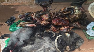 16 con khỉ và voọc quý hiếm trong quán nhậu