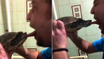 Giả vờ hôn rùa để chụp ảnh, bị rùa 'nổi khùng' cắn lưỡi đau điếng