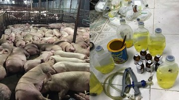 Vì sao lại tiêm thuốc an thần cho lợn?