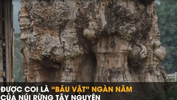 Cây gỗ quý trả 1 triệu USD vẫn không bán