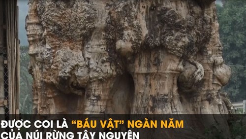 Cây gỗ quý trả 1 triệu USD vẫn không bán