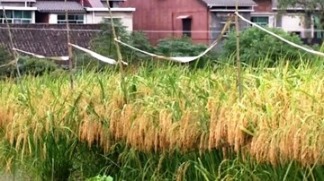 Trung Quốc nuôi trồng thành công giống lúa khổng lồ cao hơn 2 mét