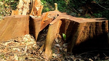 Khởi tố nguyên Trưởng công xã do phá rừng