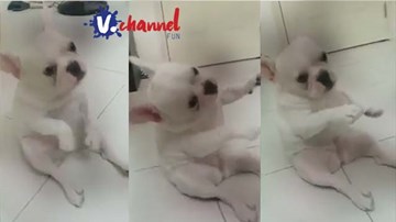 Chó Bull Pháp gây sốt với khả năng ‘quẩy’ cực siêu nhạc Sơn Tùng M-TP remix