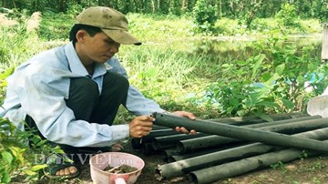 Thu cả rổ lươn nhờ cách bẫy bằng ống nhựa lạ mà hiệu quả bất ngờ