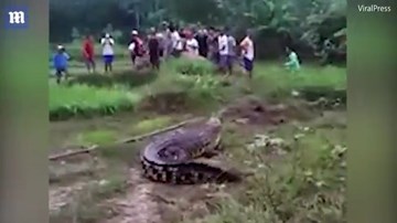Cá sấu 'khủng' bị lũ cuốn trôi ra đồng, hung hăng chạy lên bờ đuổi dân