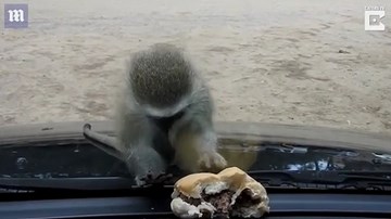 Khỉ con điên tiết vì không lấy được bánh trong ô tô