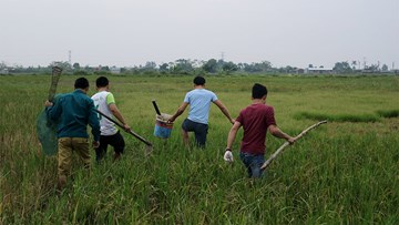 Trai tráng hò nhau bắt chuột làm mồi nhậu, huyên náo cả cánh đồng