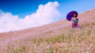 Hoa chưa nở, Hà Giang lùi thời gian tổ chức lễ hội hoa tam giác mạch