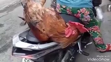 Chú gà trống nổi như cồn khi có hành động giống...con người