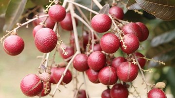 Thâm nhập vườn nhãn tím độc nhất vô nhị của Việt Nam