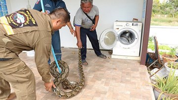 Giật mình phát hiện trăn khủng dài gần 4m nấp trong máy giặt