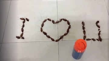 Nam sinh Hà Nội nhận cái kết đắng sau khi tỏ tình bằng 38 con gián