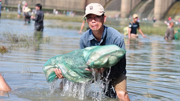 Tranh nhau bắt cá 'khủng' dưới chân đập thủy điện Trị An