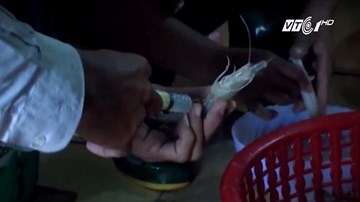 Đột kích cơ sở bơm tạp chất vào tôm