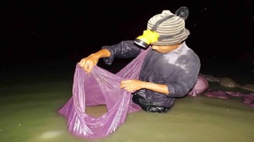 Nghề độc: Kéo trứng nước kiếm nửa triệu đồng mỗi ngày