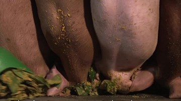Mục sở thị nuôi lợn bằng lá chè xanh, tắm bằng nước chè cho thịt thơm ngon