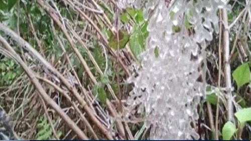 Cận cảnh băng giá trong suốt, bao phủ cây cỏ trên đỉnh Fansipan