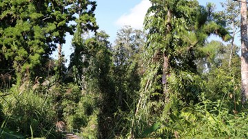 Rừng cây thủy tùng hiếm có Việt Nam: 'Núi tiền' cũng không mua nổi