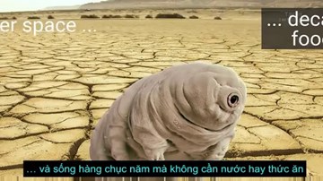 Bước đầu “giải mã” bí ẩn về loài sinh vật gần như là bất tử